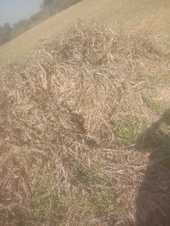 જુવારની નીણ