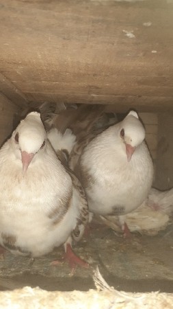 મોરપીંછ માં કબૂતર લેવા ના