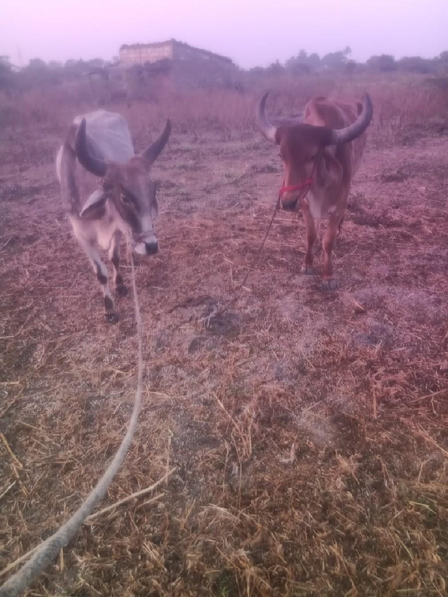 35000 રૂપિયા કિંમત