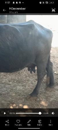 વેચવાની