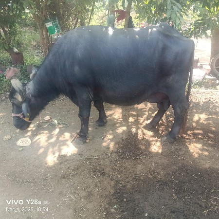 ભેસવે ચવા નીછે