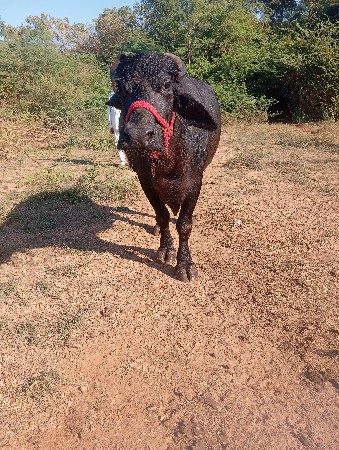 ખણેલી.વેચવાનીશે