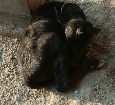 ભેસ વેશવાની સે 4 વેતર