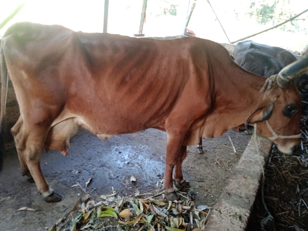 વડનગર કોડીનાર