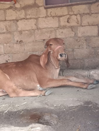 થંબનેલ 3