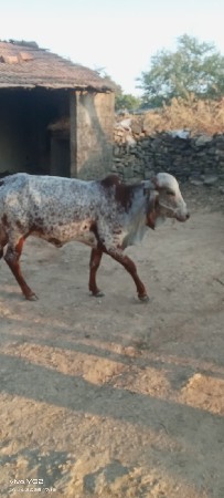 હોડકી. વેસવાનીછે