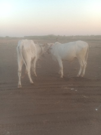 થંબનેલ 3