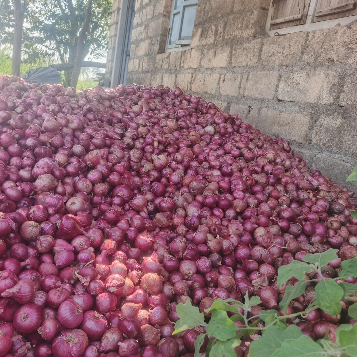 નવી‌ ડુંગળી વેચવાની છે