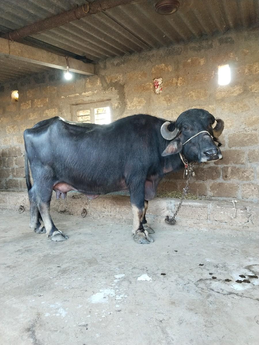 ભેંસ વેચવાની છે