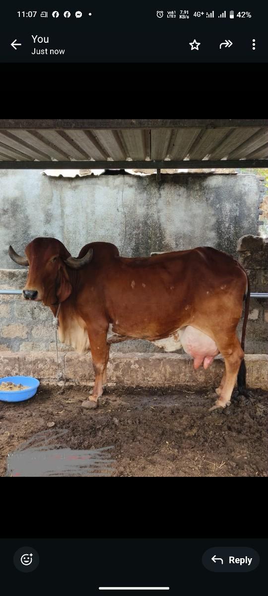 ગીર ગાય વેચવાની છે