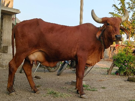 થંબનેલ 2