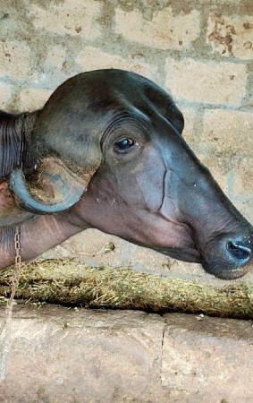 થંબનેલ 2