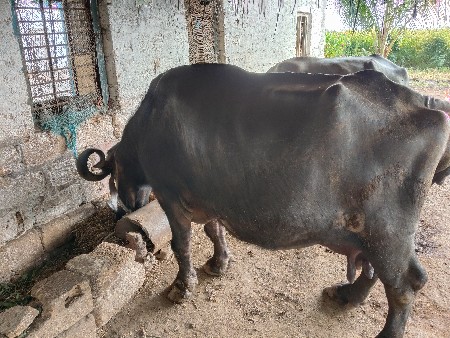 ભેસ વેચવાની છે પંદર દી ની કાચી છે