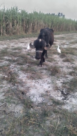 ખઠાય વેચવાની છે