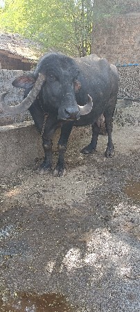 ભેંશ વેસવાની છે