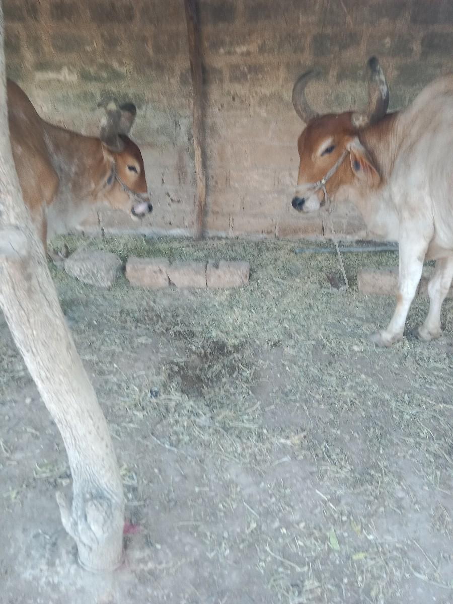 બળદ વેચવાના છે