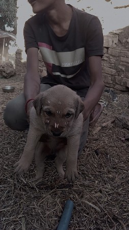 જર્મન ના બચ્ચા