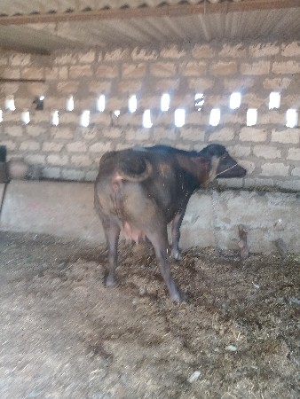 ભેંશ વેસવાની છે