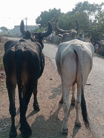 થંબનેલ 2