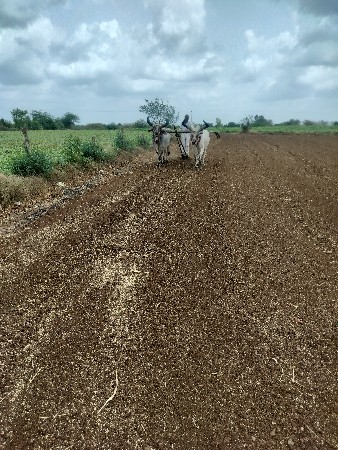 બળદ વેચવાના છે