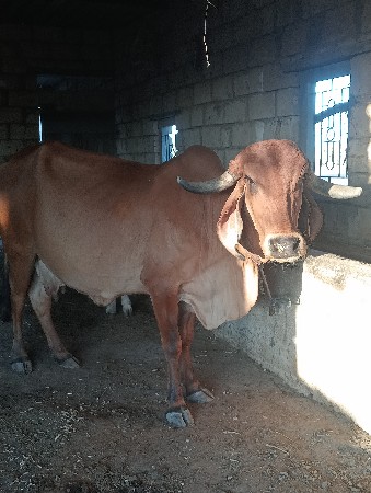 ગીર ગાય વેચવાની છે