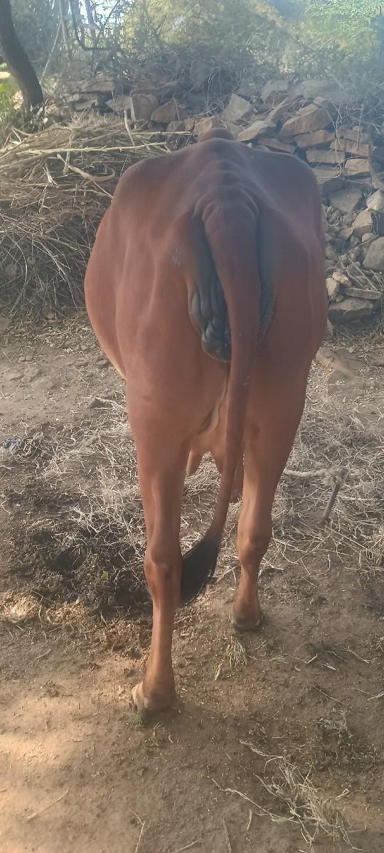ગાય વેચવાની છે