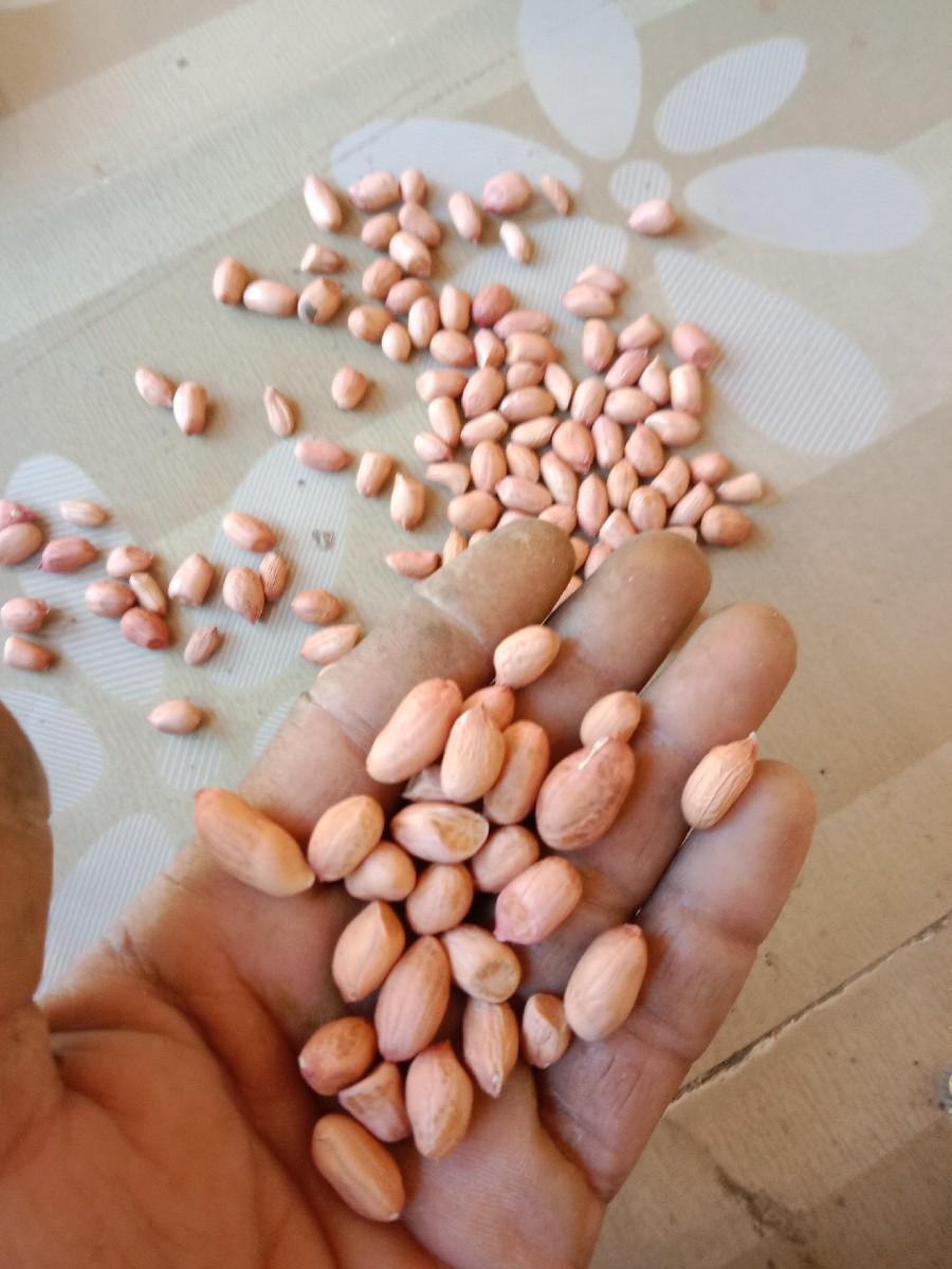 માંડવી વેચવાની છે જી22 નંબર