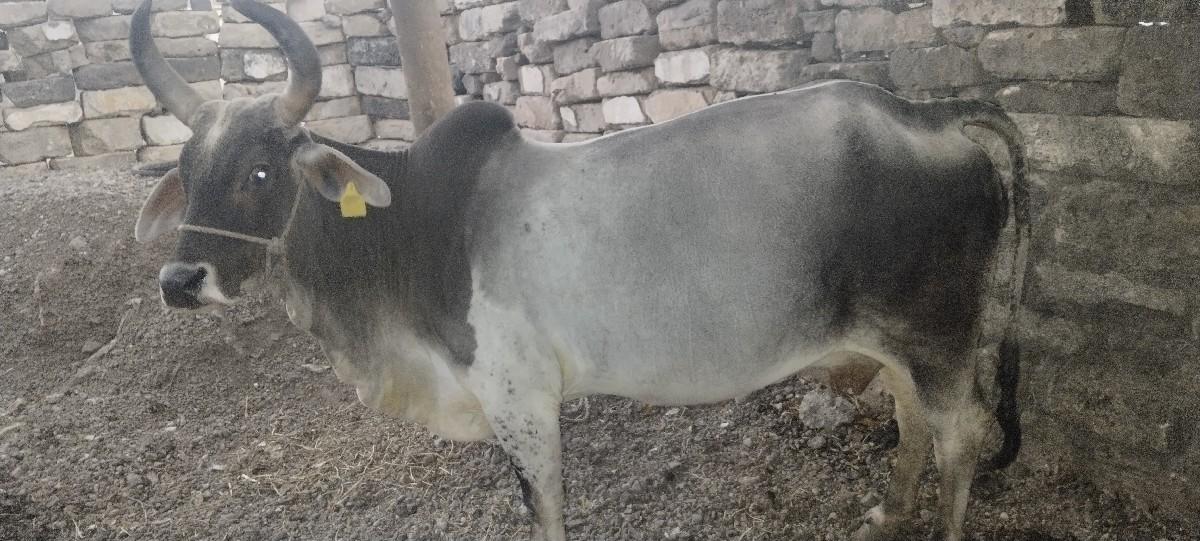 ગાય વેશવાની છે