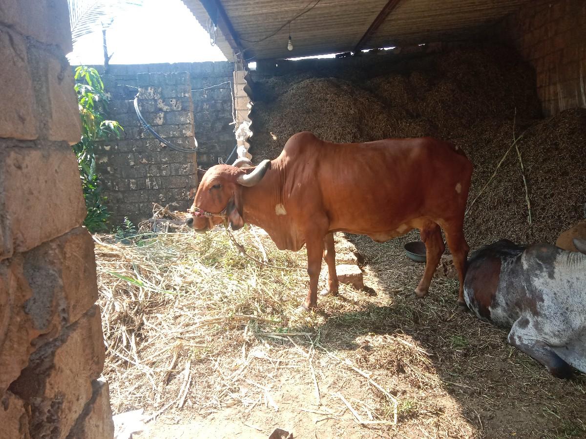 ગાય 5મહિના