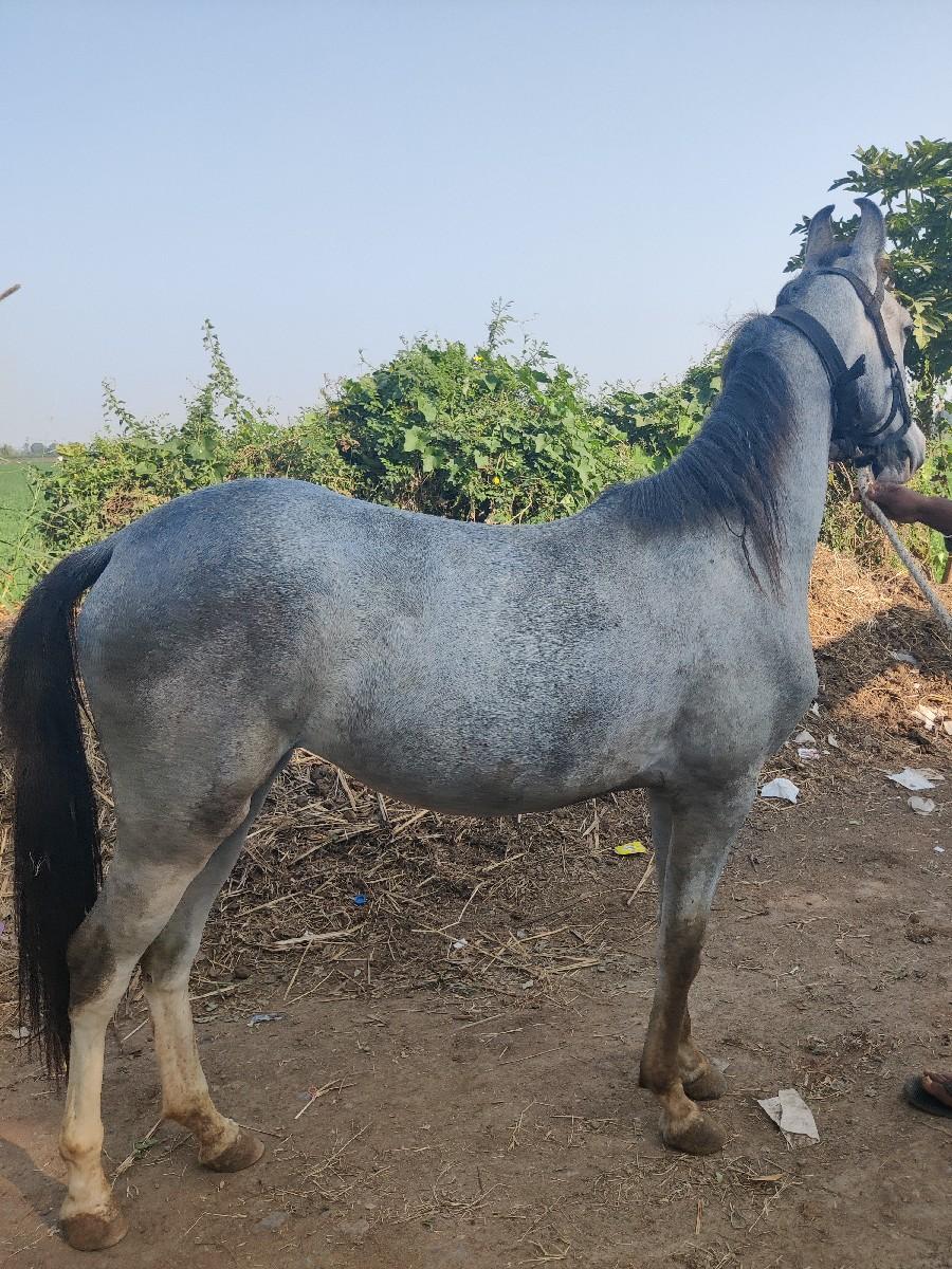 vaseri 18 mahinani se