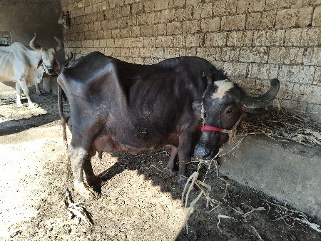 थंबनेल 6