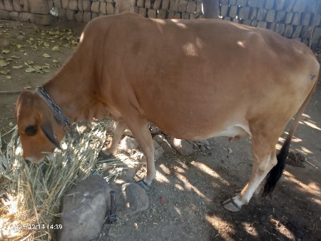 थंबनेल 2