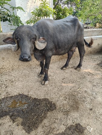 ભેંસ પેલુ વેતર છે ૪લીટર દુધ છે