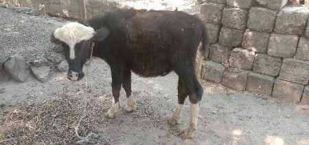 થંબનેલ 2