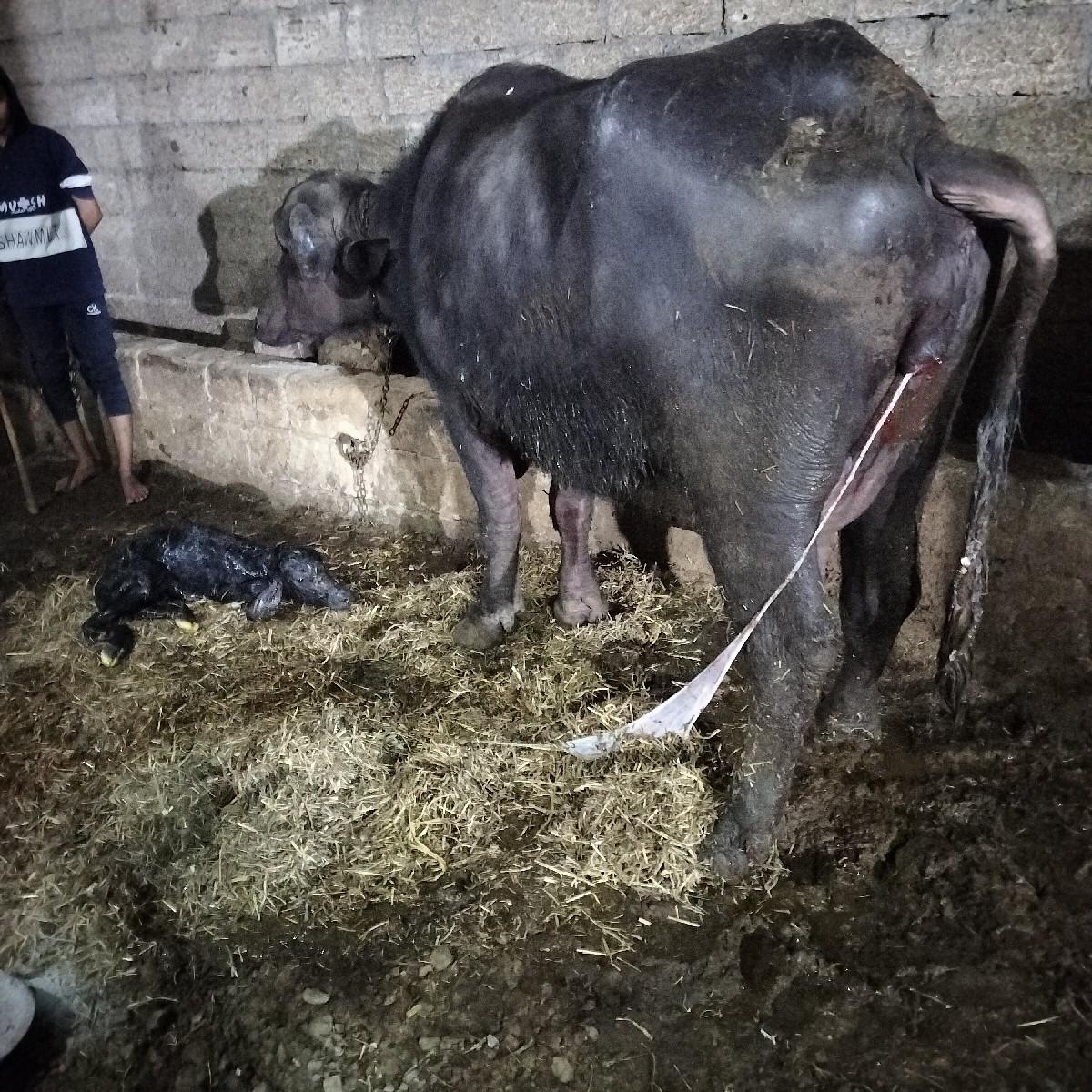 ભેંસ વેચવાની છે