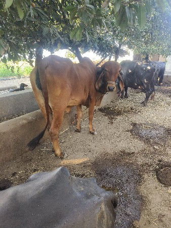 ગાય વેચવાની છે વેતર 2