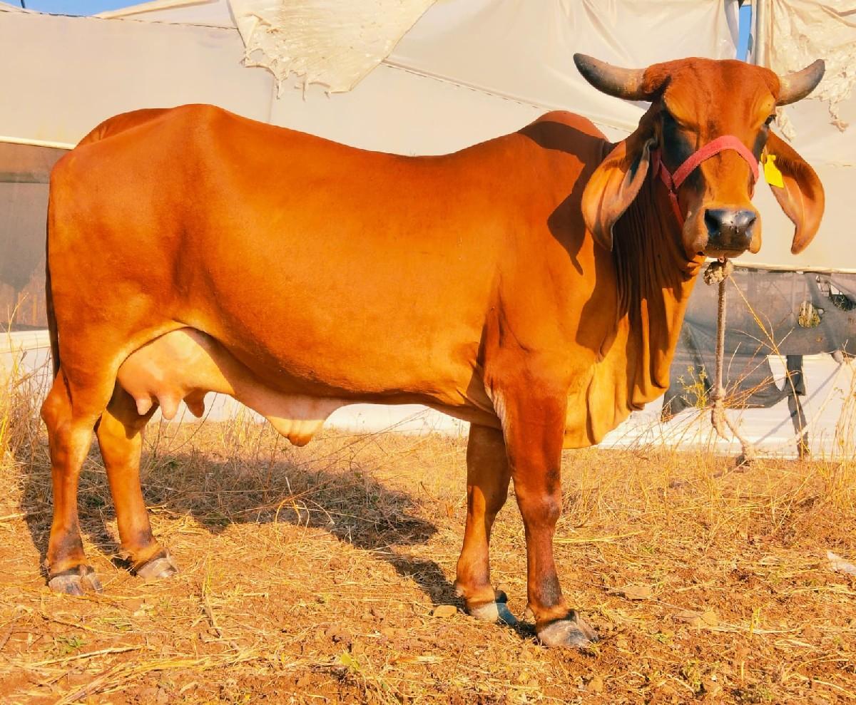 હોડકી વેચવાની