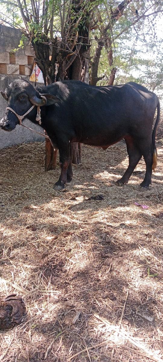 थंबनेल 2