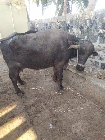 थंबनेल 2