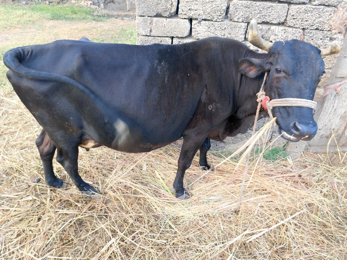 थंबनेल 2