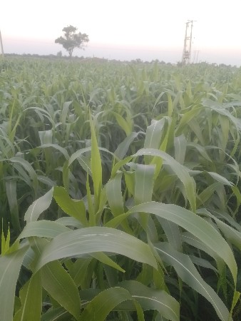 જૃવારવેશવાનીછેસવા15વીધાનીછે