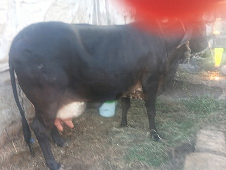 ગાય વેંચવા ની છે