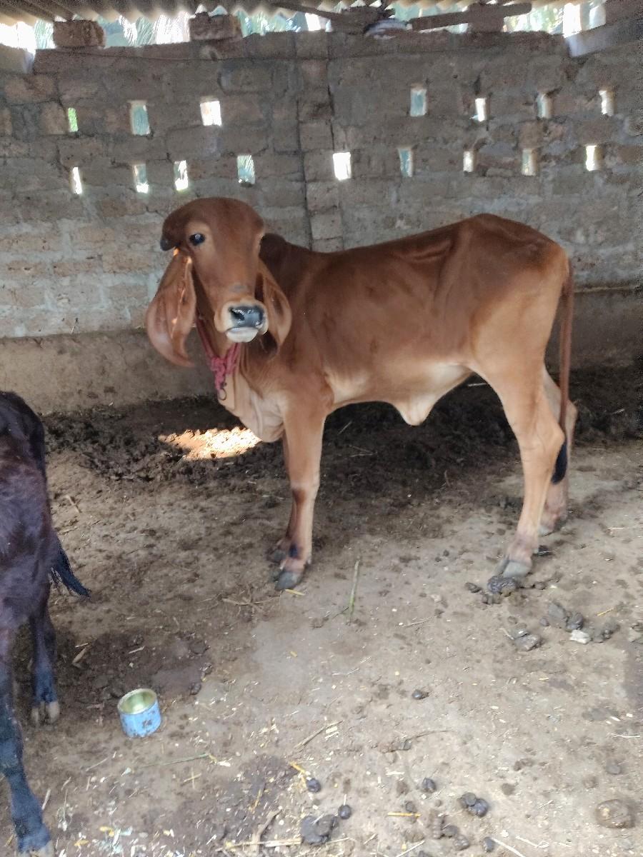 થંબનેલ 2