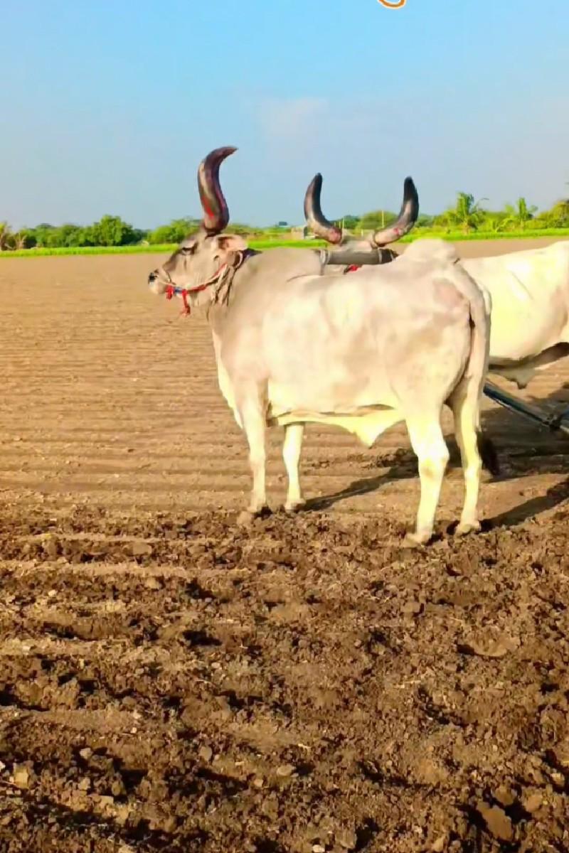 લેવાના છે