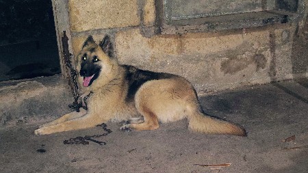 garman sefard fimale