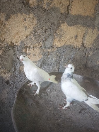 थंबनेल 2