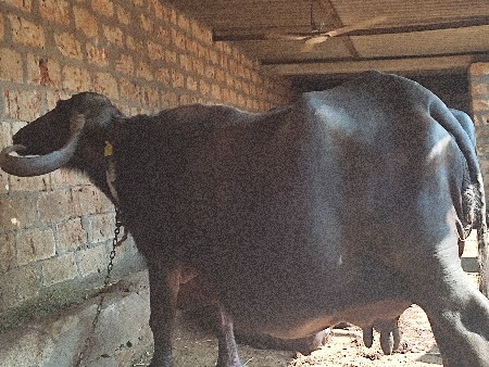 થંબનેલ 2