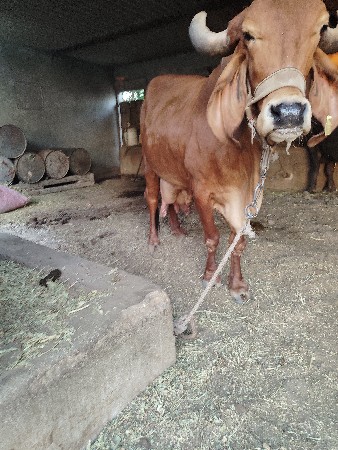 થંબનેલ 3