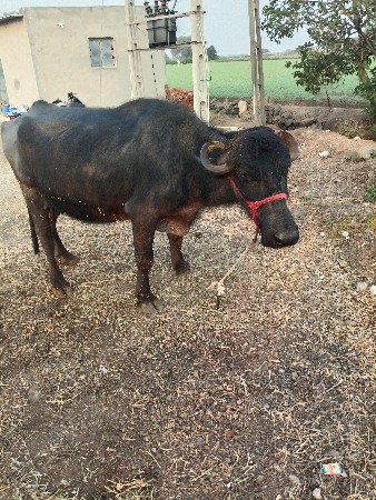 ત્રીજું વતર પેસ વેચવાની છે