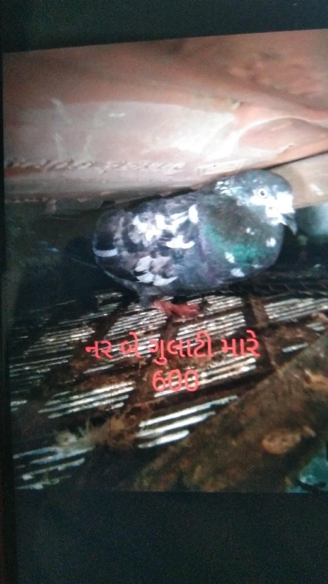 थंबनेल 3